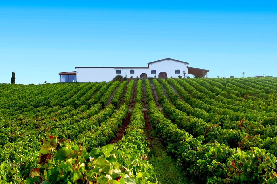 Audarya. I locali della cantina, e di fronte i filari di vite.