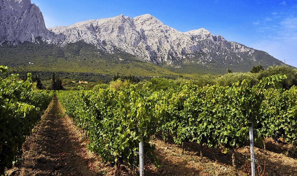 Cantina Sociale di Oliena- Vigne di cannonau, atte a divenire Nepente di Oliena, e sullo sfondo il massiccio calcareo del Monte Corrasi